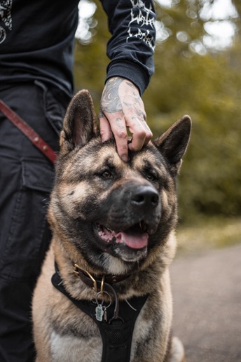 A police dog used as a non-lethal method of force